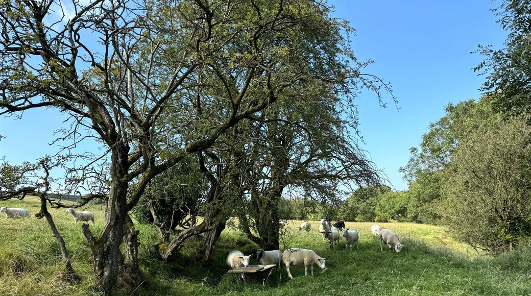 Sheep graze peacefully under the shade of sprawling trees in a verdant meadow. The clear blue sky and lush greenery create a serene pastoral scene near, Barnoldswick, UK