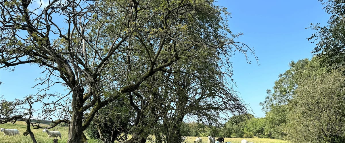 A grassy field with sheep grazing near a tree.