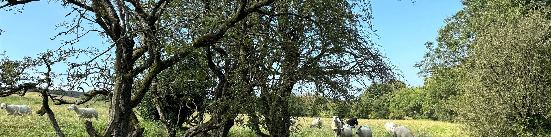 A grassy field with sheep grazing near a tree.