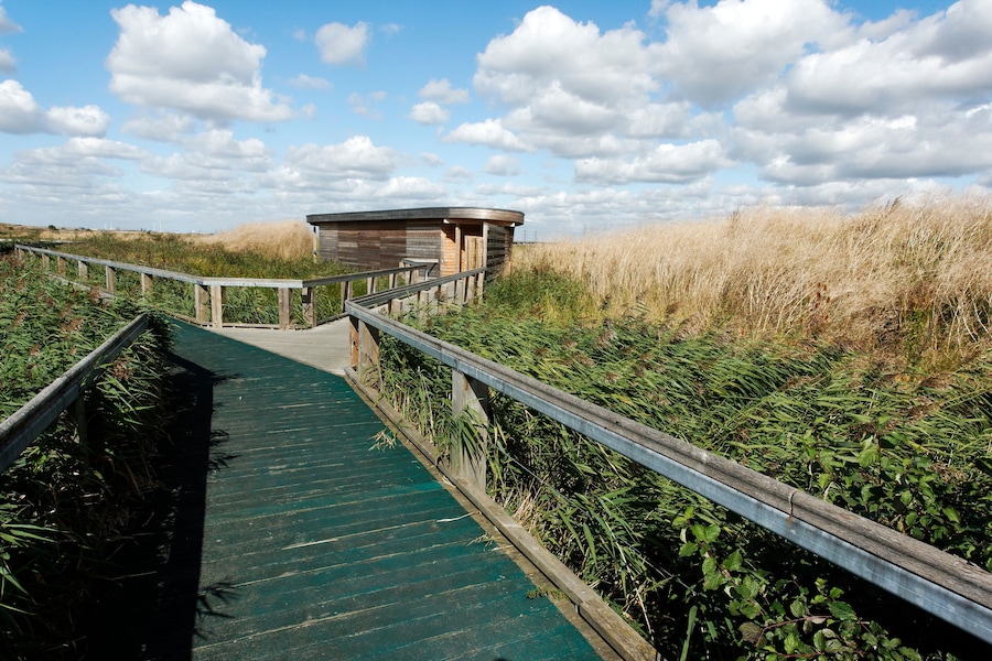Rainham Marshes RSPB Reserve