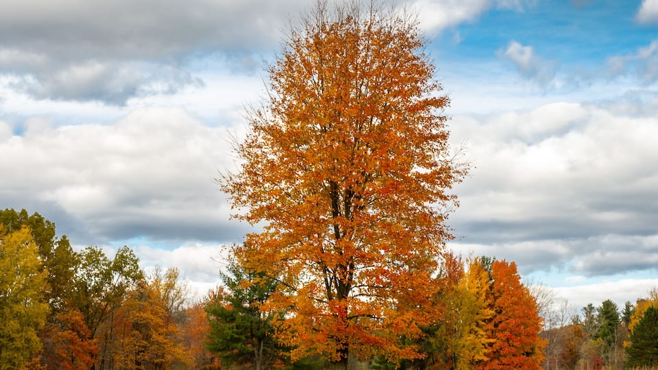 Majestic tree in autumn colors, at Independence Oaks County Park, near Independence, Michigan.
