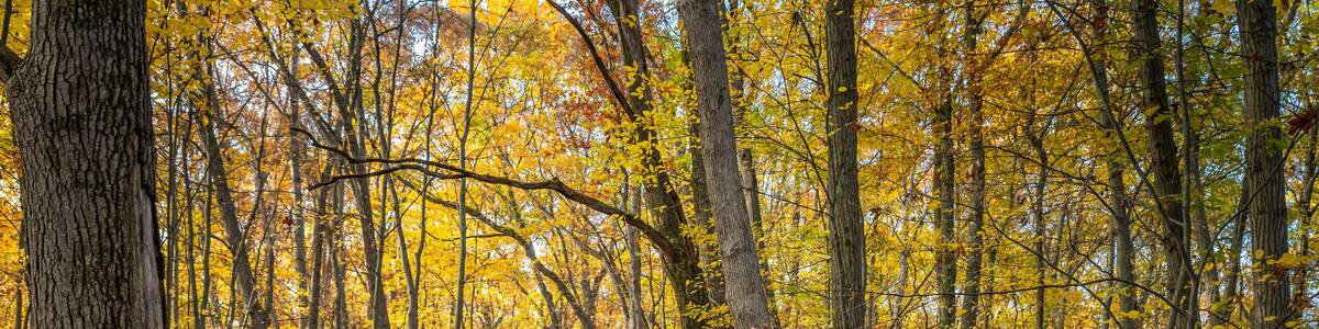 "The Trail Goes Ever On", through a golden corridor of old oak trees during autumn, in Independence Oaks County Park, near Independence, Michigan.