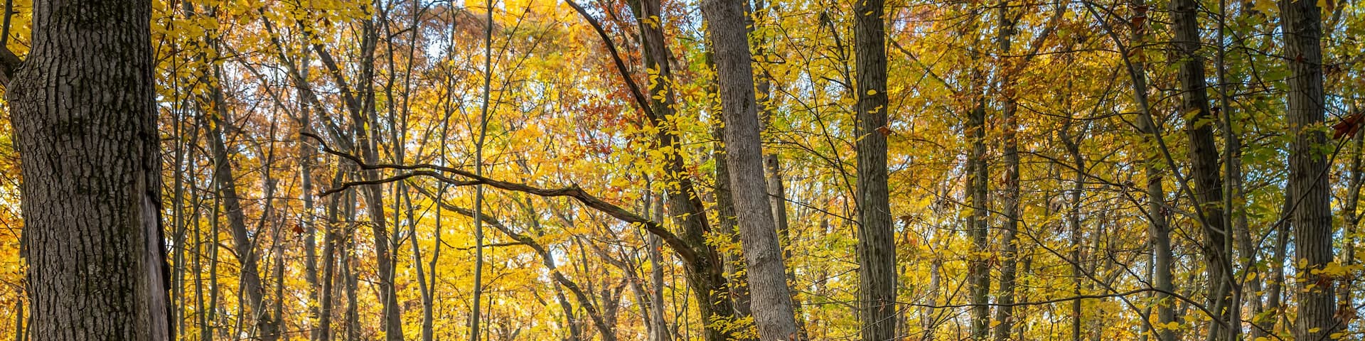 "The Trail Goes Ever On", through a golden corridor of old oak trees during autumn, in Independence Oaks County Park, near Independence, Michigan.