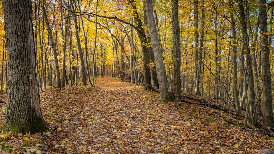 "The Trail Goes Ever On", through a golden corridor of old oak trees during autumn, in Independence Oaks County Park, near Independence, Michigan.
