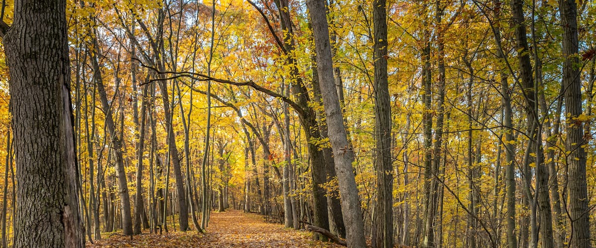 "The Trail Goes Ever On", through a golden corridor of old oak trees during autumn, in Independence Oaks County Park, near Independence, Michigan.