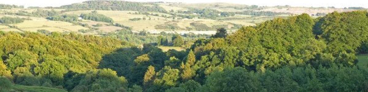 Grazing, Calder valley Above Lochwinnoch on the road to Muirshiel country Park.