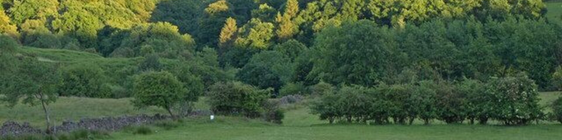 Grazing, Calder valley Above Lochwinnoch on the road to Muirshiel country Park.