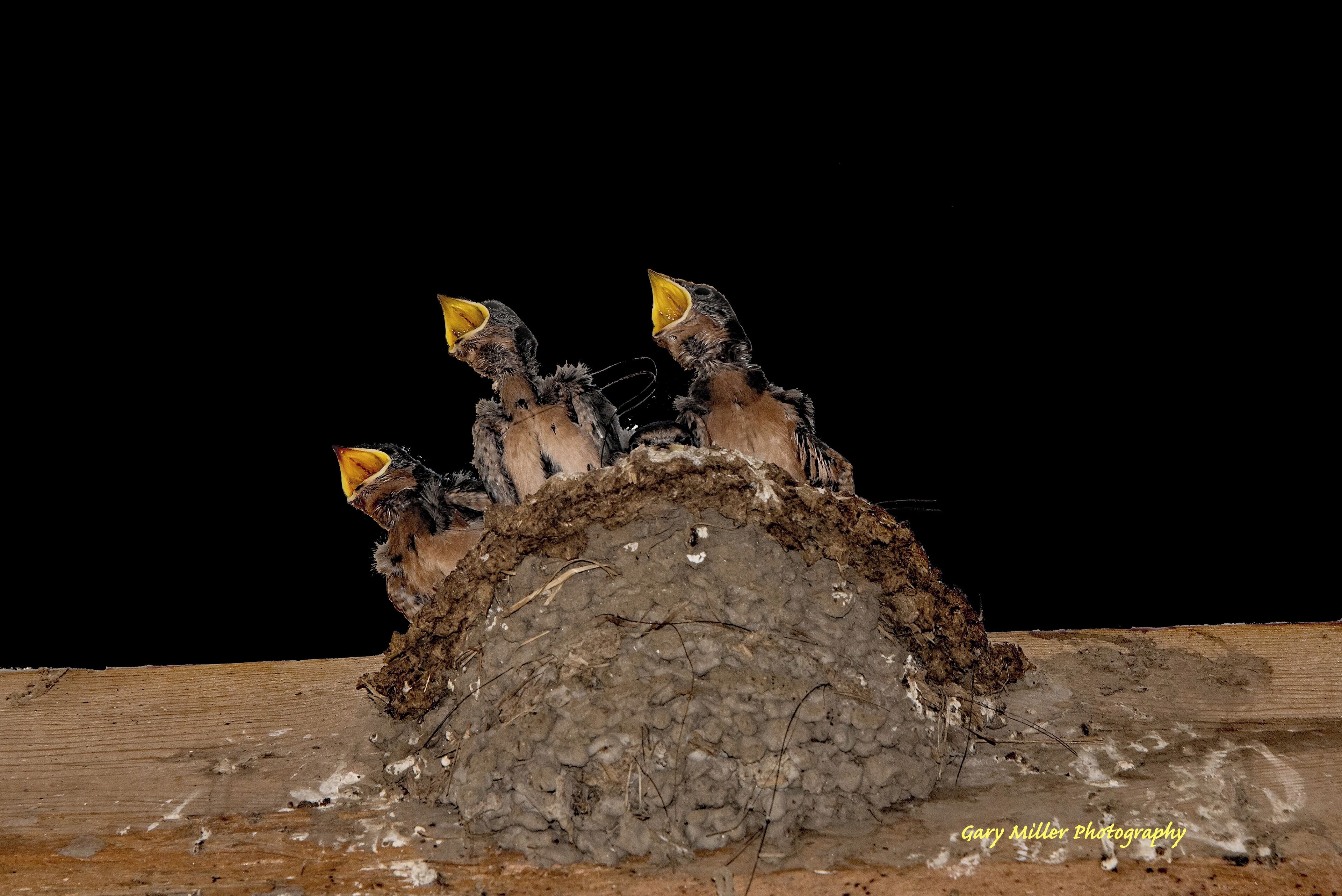 Nature is everywhere.  Swallows love to build nests and raise their young in our barn.  These three remind me of a choir singing in a loft.
#nature
#wildlife
#birds
#swallows
#mybackyard