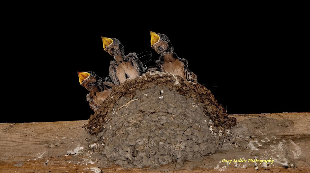 Nature is everywhere. Swallows love to build nests and raise their young in our barn. These three remind me of a choir singing in a loft.
#nature
#wildlife
#birds
#swallows
#mybackyard