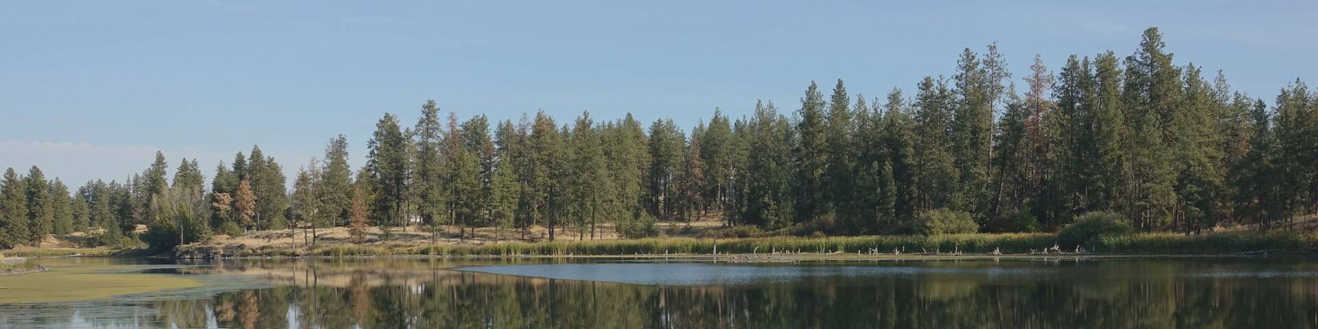 Toxic blue-green algae bloom on a lake in Washington State