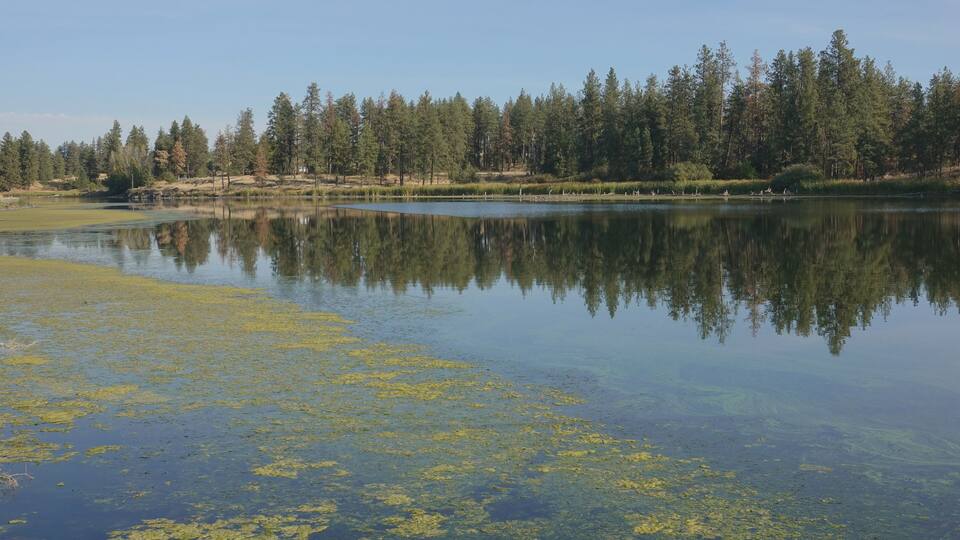 A calm lake with reflections of trees and a clear sky.