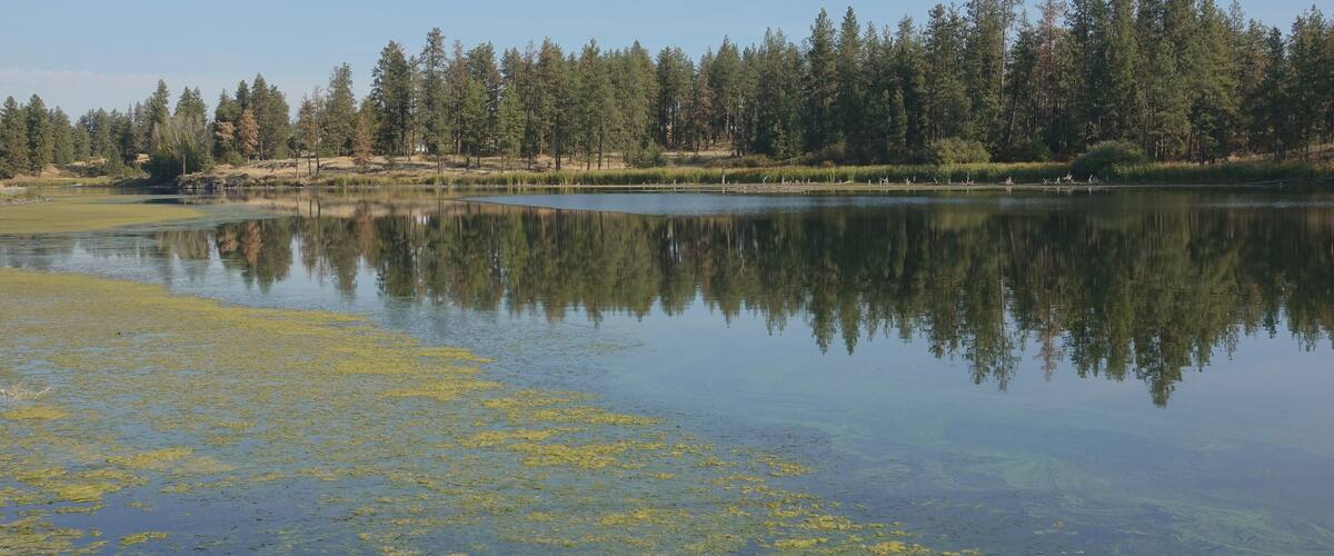 A calm lake with reflections of trees and a clear sky.