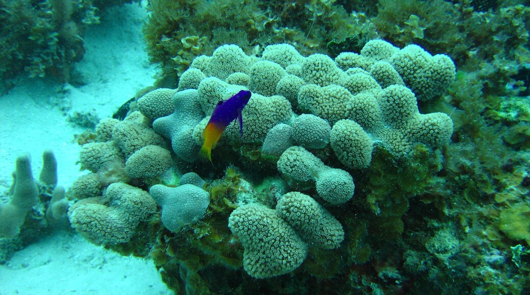 Old Providence McBean Lagoon National Park featuring marine life