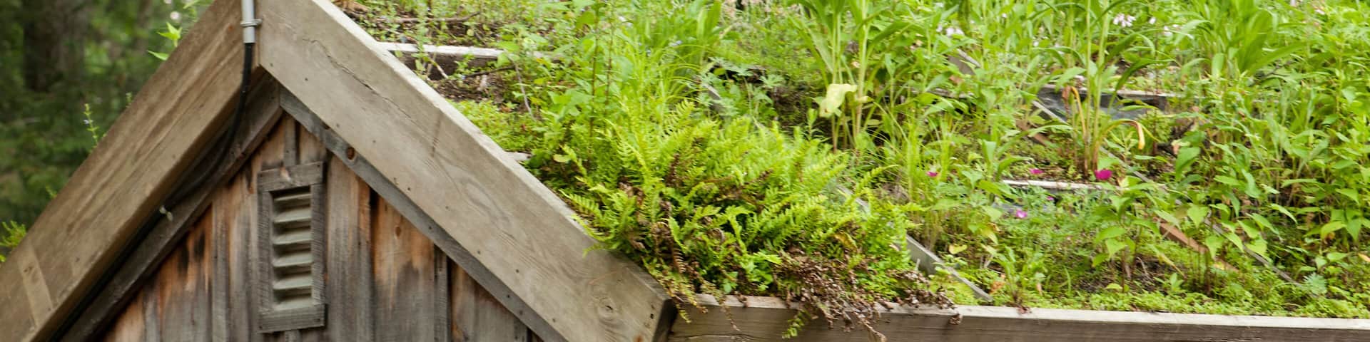 A green roof on a shed with native plants.; Garden in the Woods, Framingham, Massachusetts.