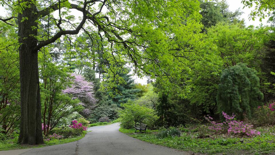 Walking paths through the Azalea gardens in Highland Park. Rochester, New York