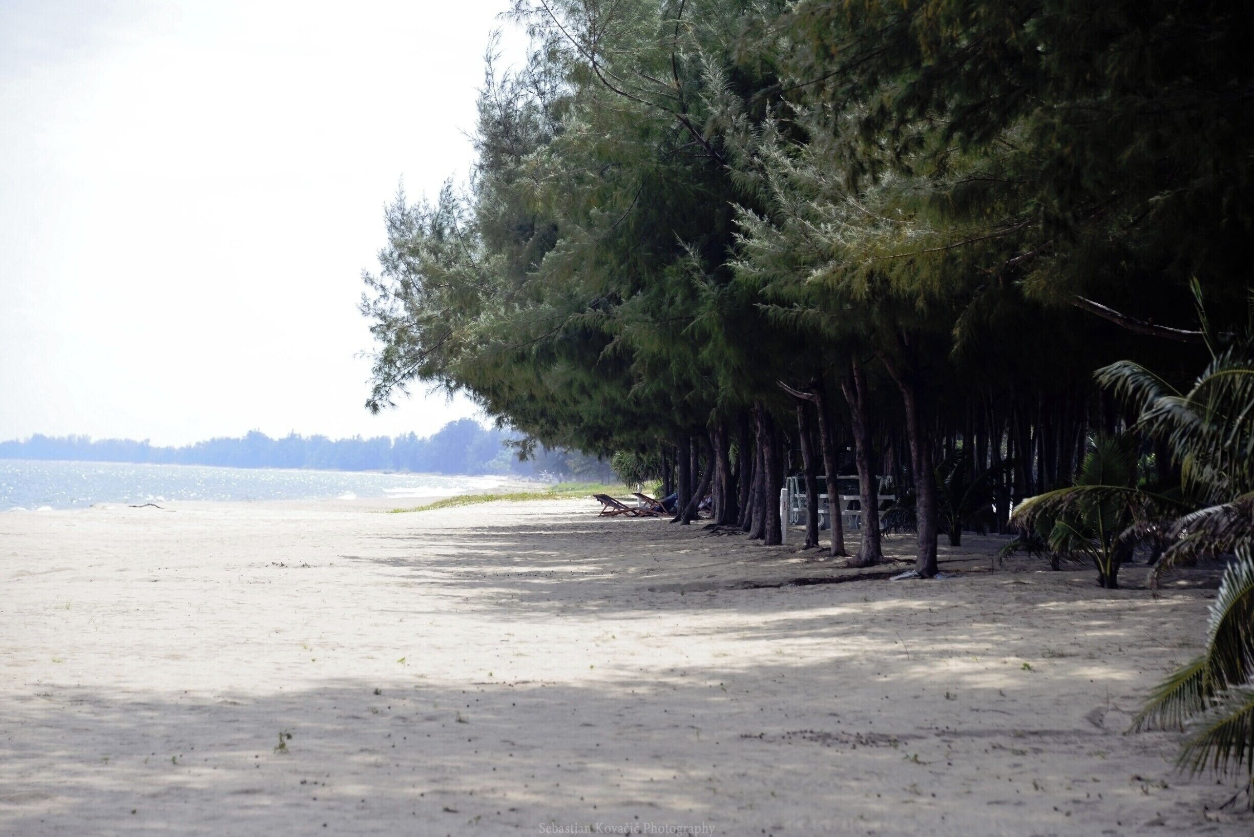 A beach with a row of trees and a few people.