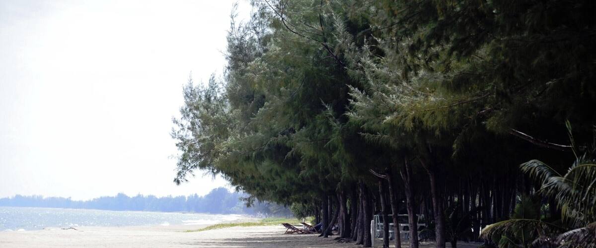 A beach with a row of trees and a few people.