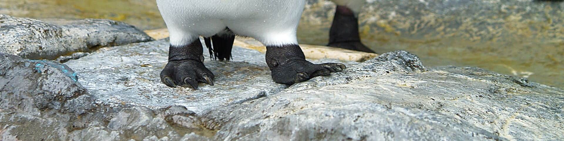 King penguin in zoo of japan
