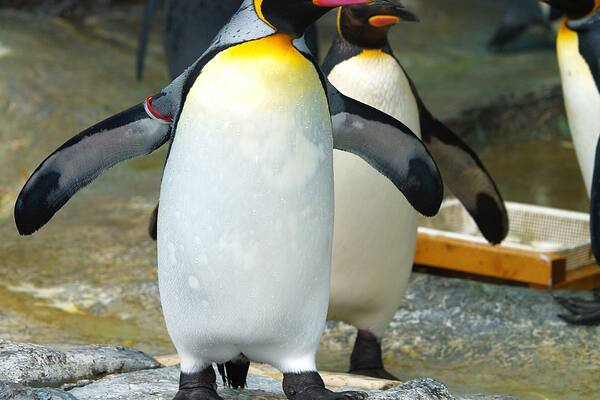 King penguin in zoo of japan
