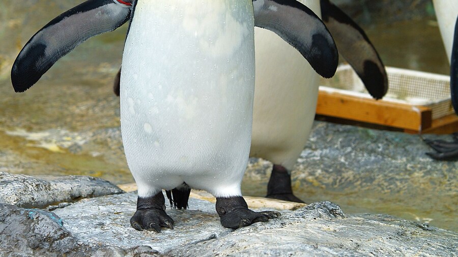 Taman Penguin