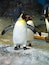 King penguin in zoo of japan