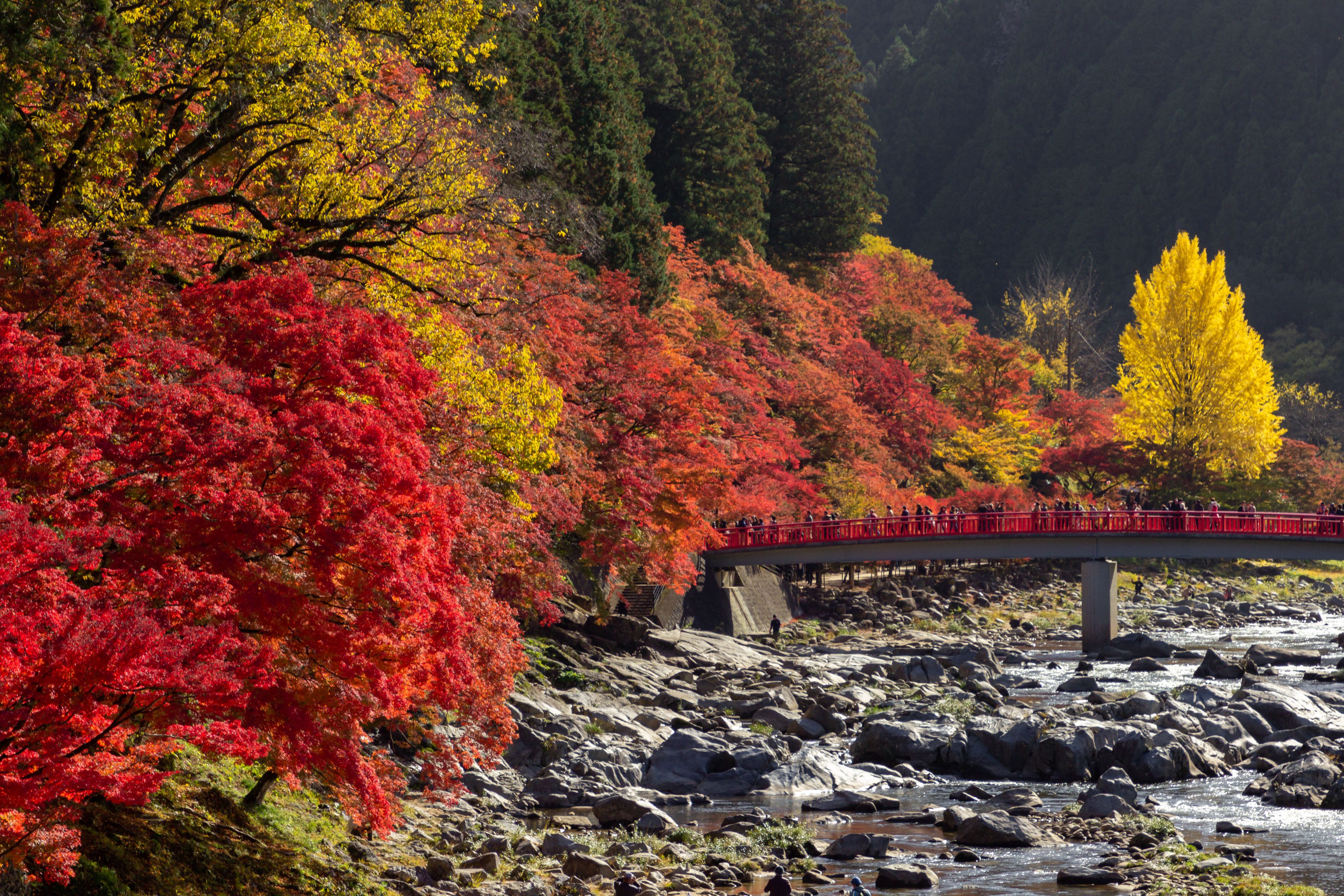 A river with rocks, a red bridge, and trees with autumn foliage.