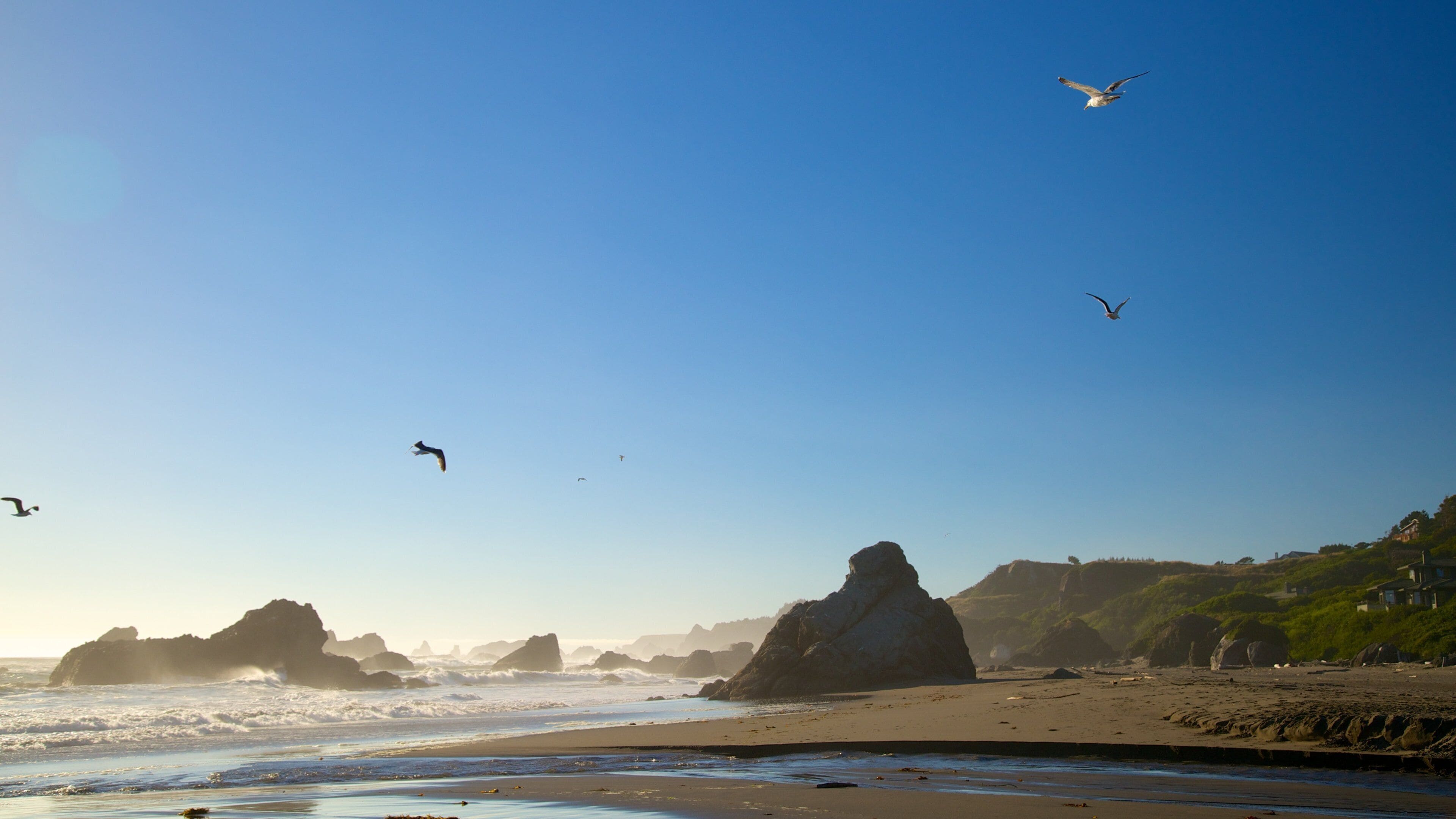 Parc régional de Harris Beach mettant en vedette plage de sable et côte rocheuse