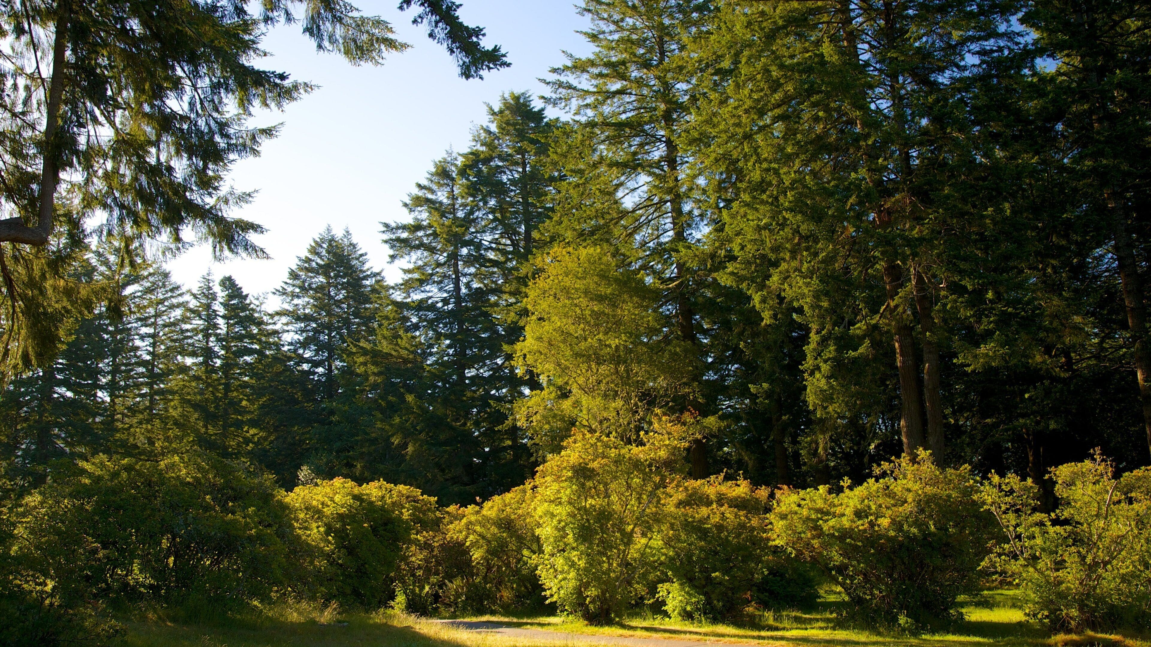 A dense forest with tall evergreen trees and a variety of shrubs.
