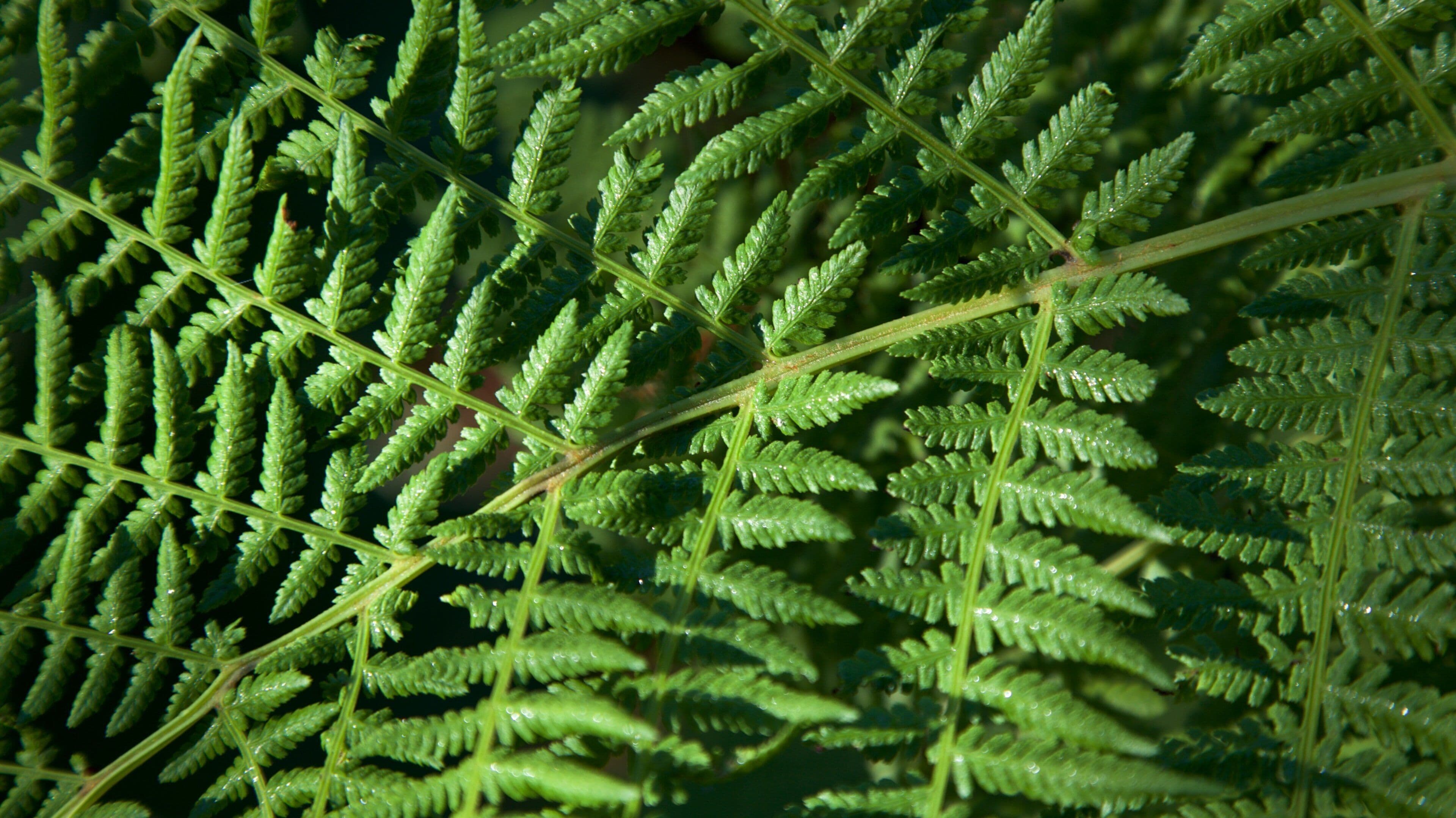 Azalea Park which includes rainforest