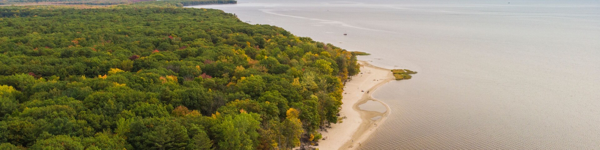 A coastal forest with a sandy beach and a calm sea.
