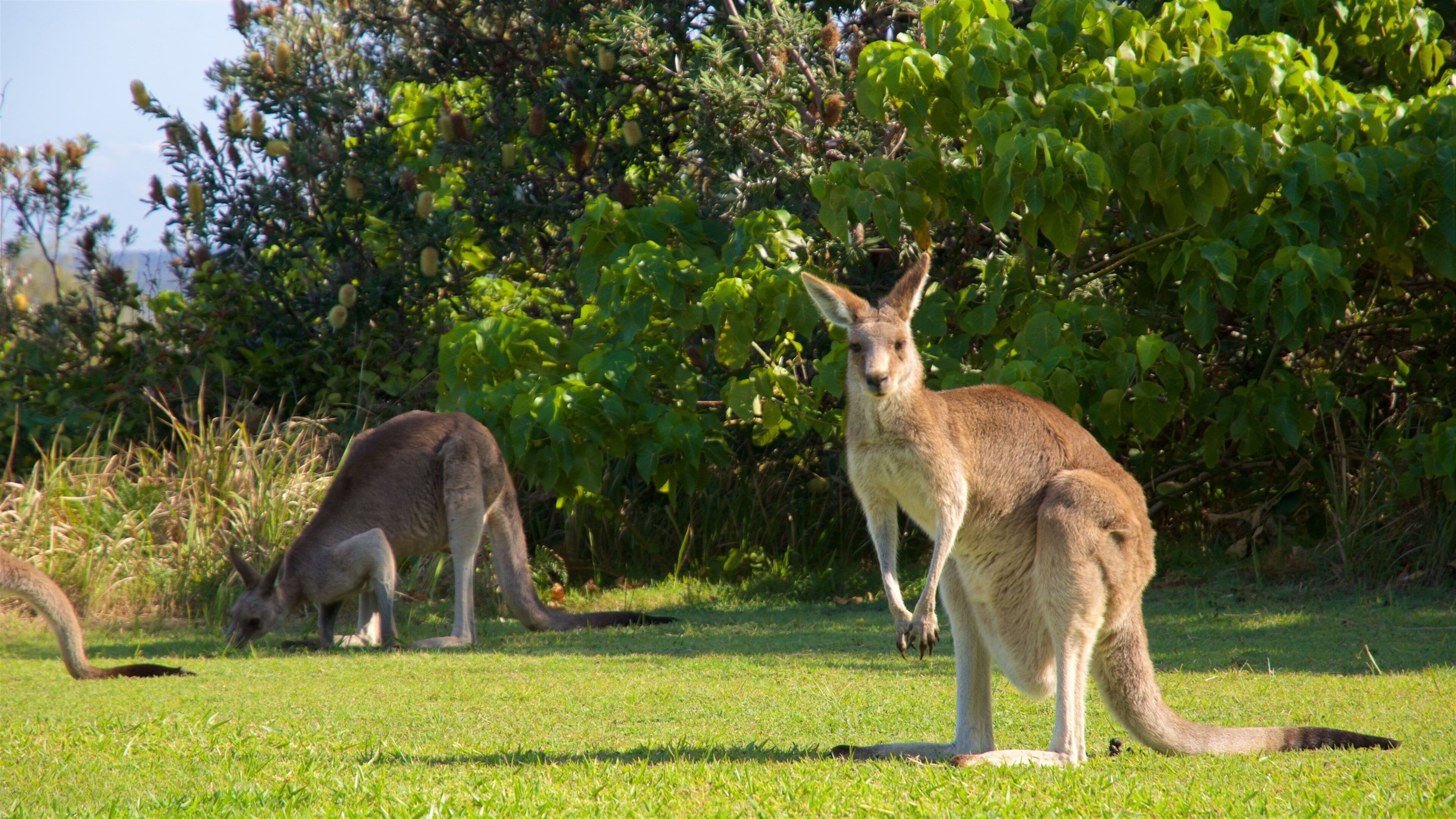 North Gorge Walk which includes land animals
