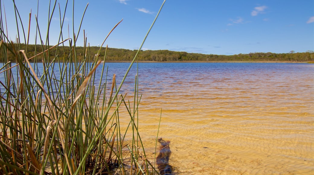 North Stradbroke Island showing a lake or waterhole