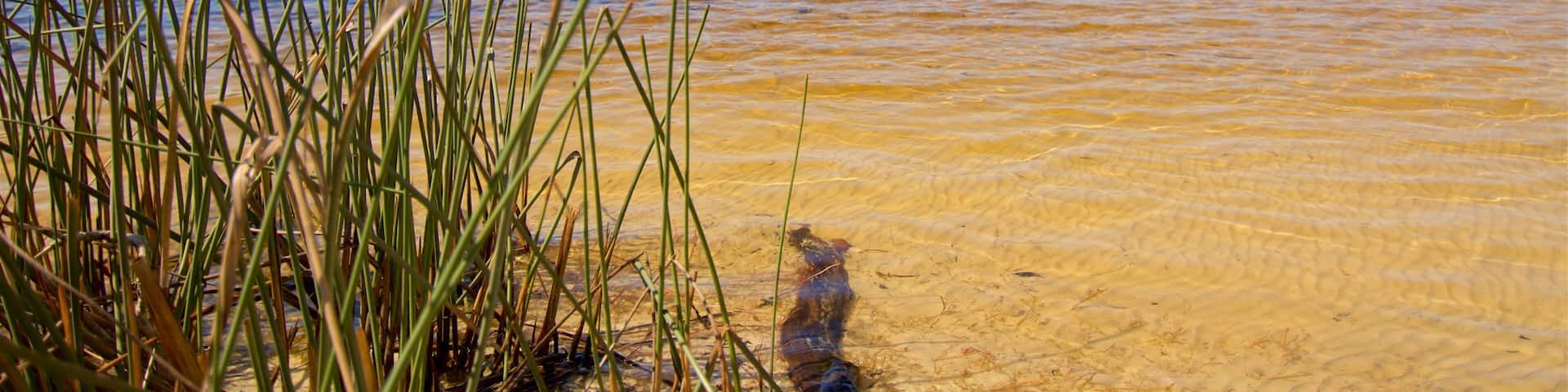 North Stradbroke Island showing a lake or waterhole