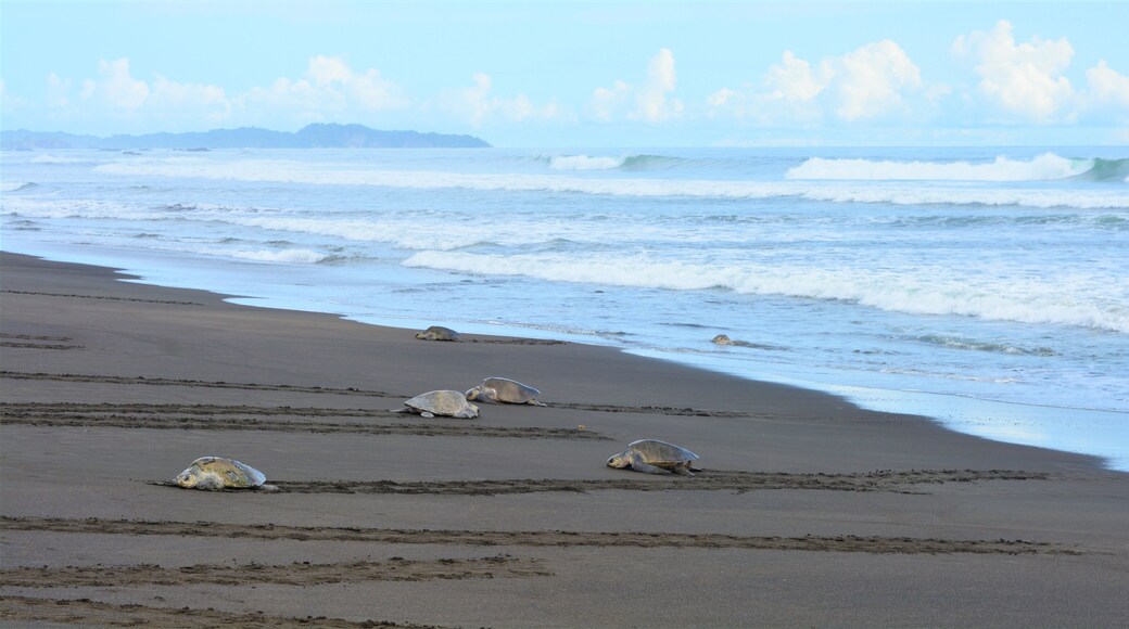 Hawksbill sea turtles (Eretmochelys imbricata) laying eggs in Playa de Camaronal in Costa Rica