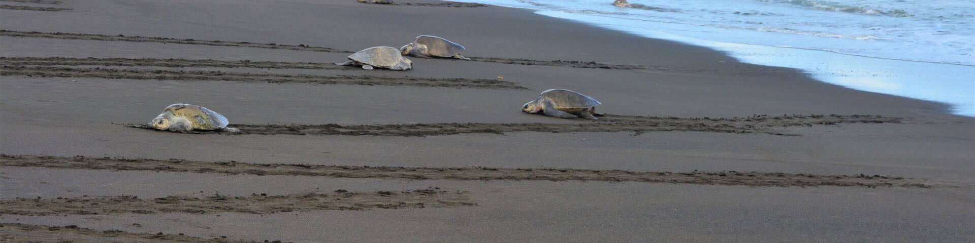 Hawksbill sea turtles (Eretmochelys imbricata) laying eggs in Playa de Camaronal in Costa Rica