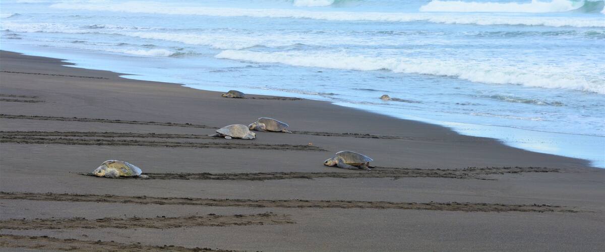 A beach with four sea turtles on the sand and waves crashing onto the shore.