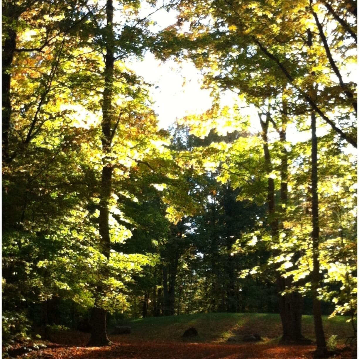 Camping sites are closed for the season allowing the autumn leaves to settle peacefully. 