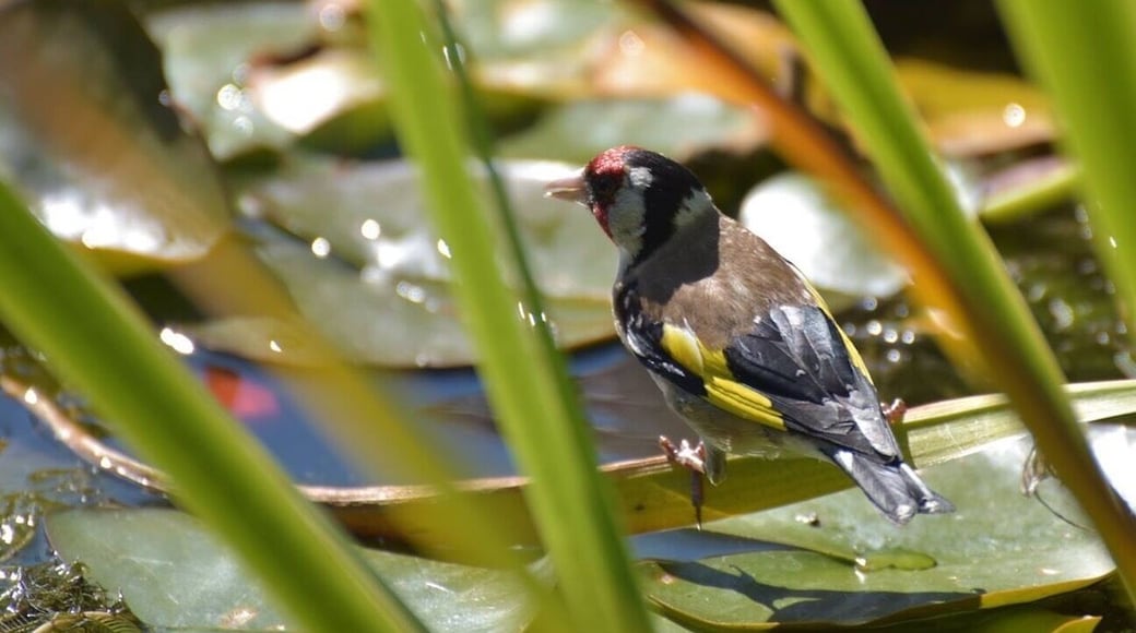 Goldfinch