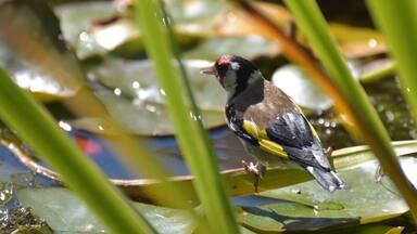 Goldfinch