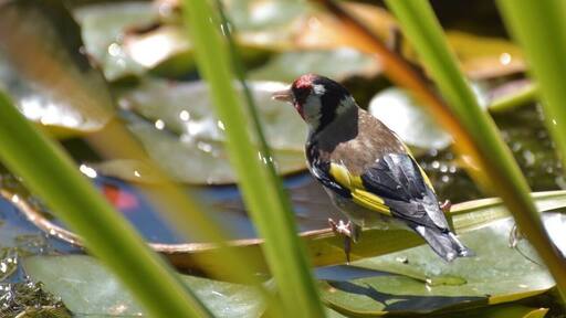Goldfinch