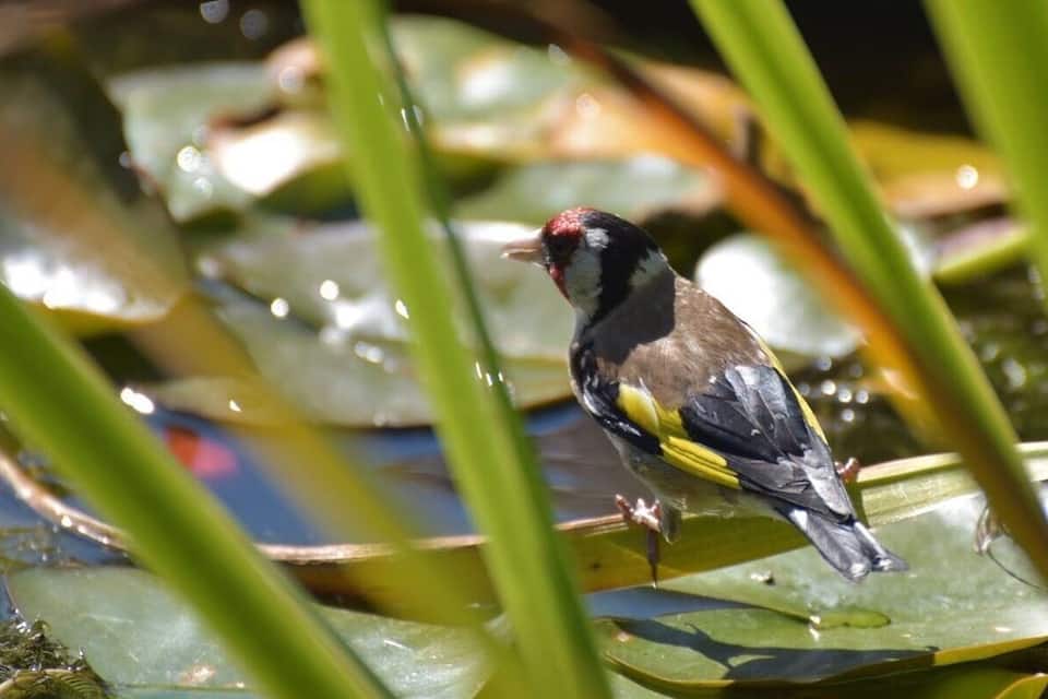 A bird perched on lily pads in a pond.
