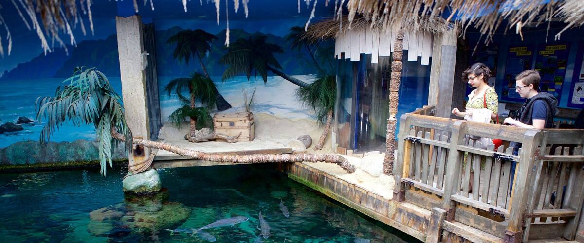 Oceanarium featuring marine life as well as a couple