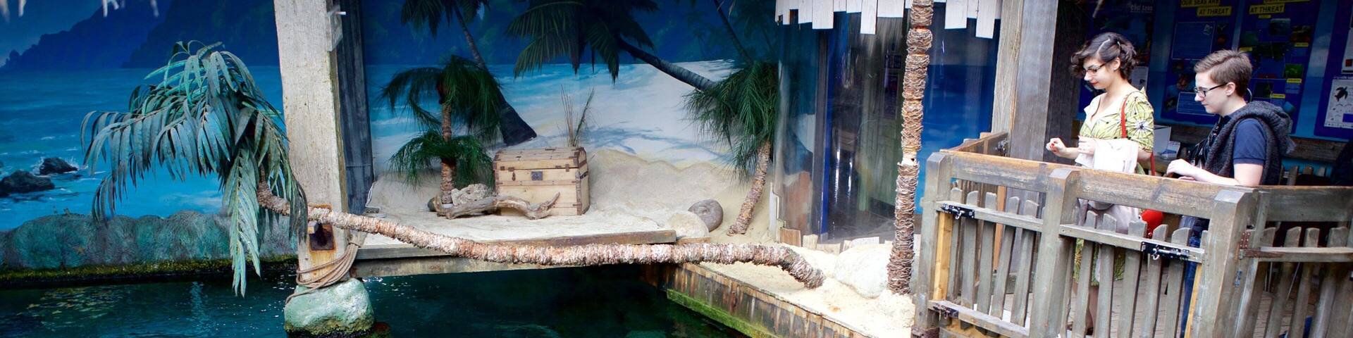 海洋水族館 表示 海洋生物 及び カップル