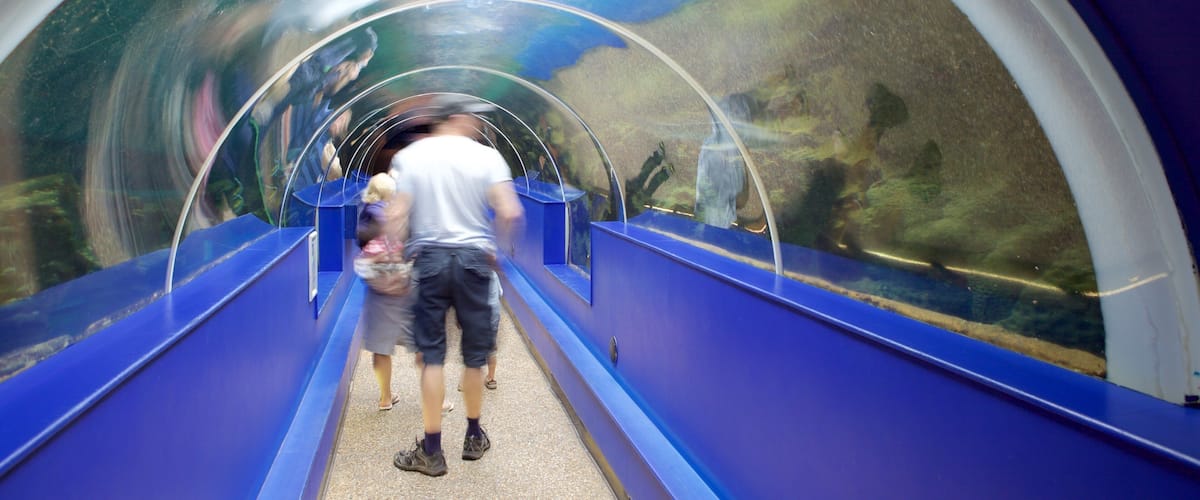 Oceanarium which includes marine life as well as a small group of people