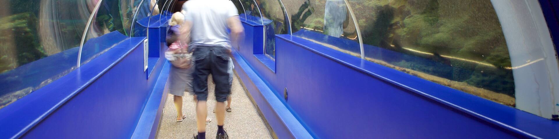 Oceanarium which includes marine life as well as a small group of people