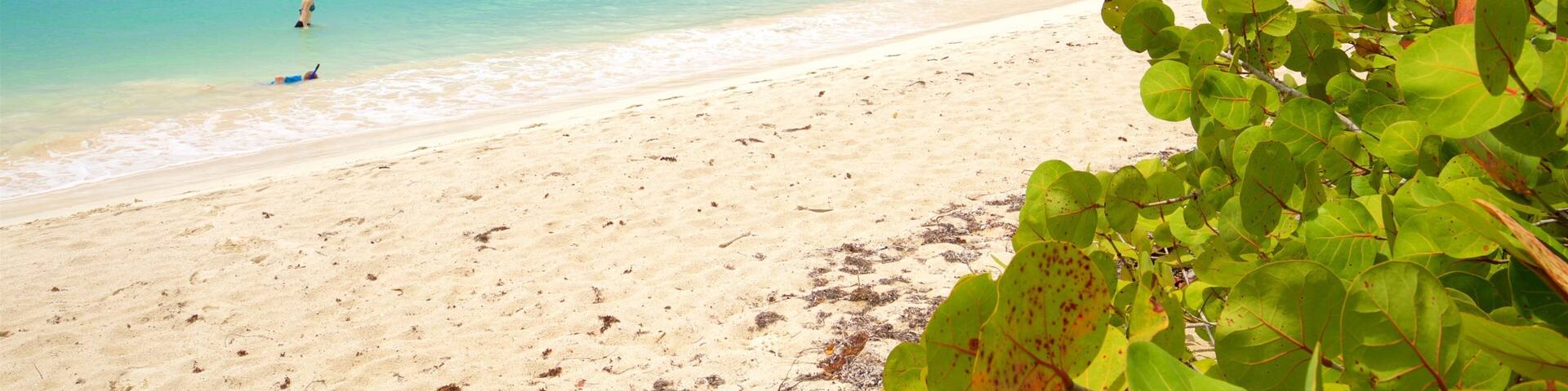 A beach with clear turquoise water, sandy shore, and green vegetation.