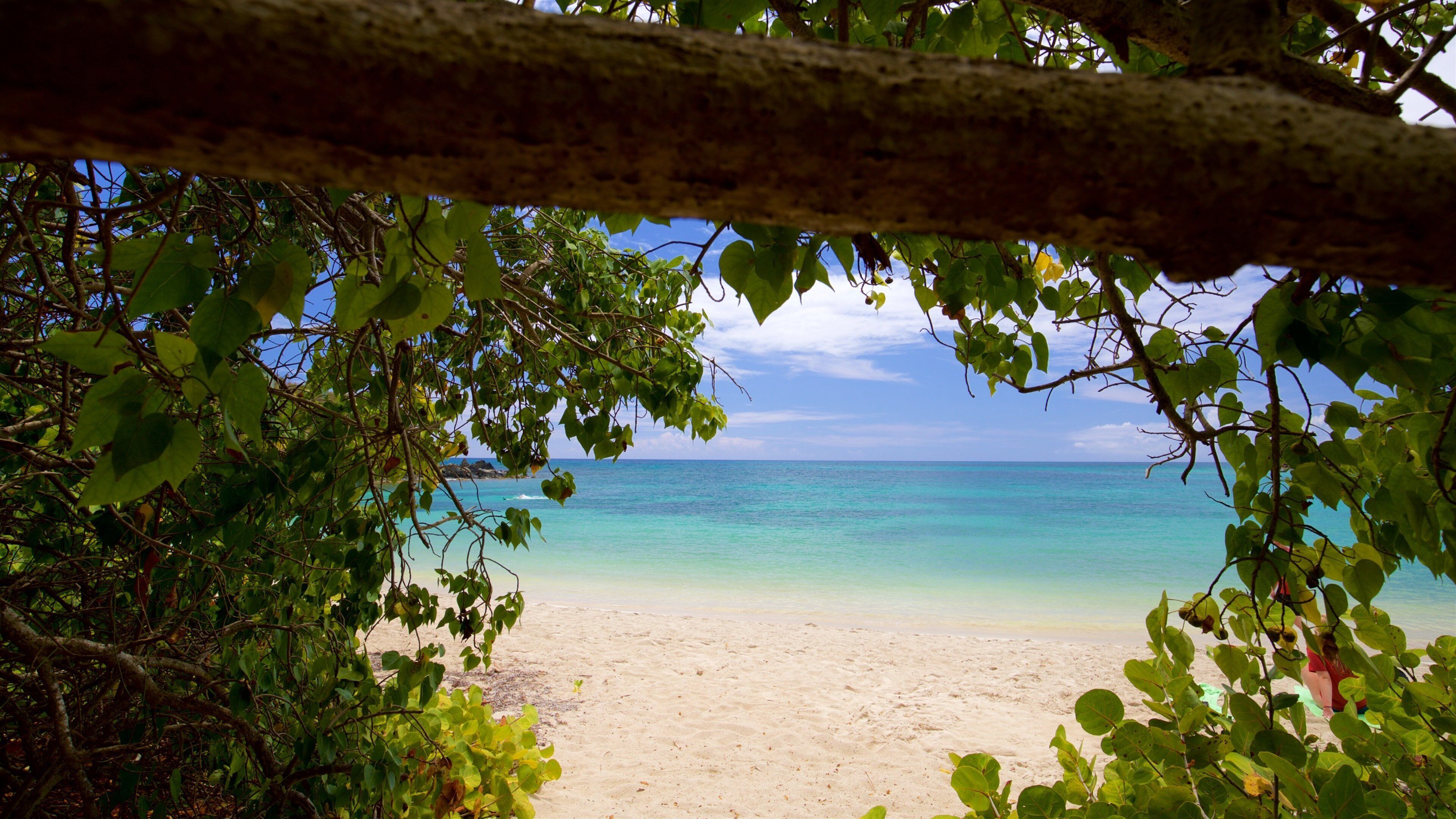 Pata Prieta Beach which includes general coastal views, tropical scenes and a beach