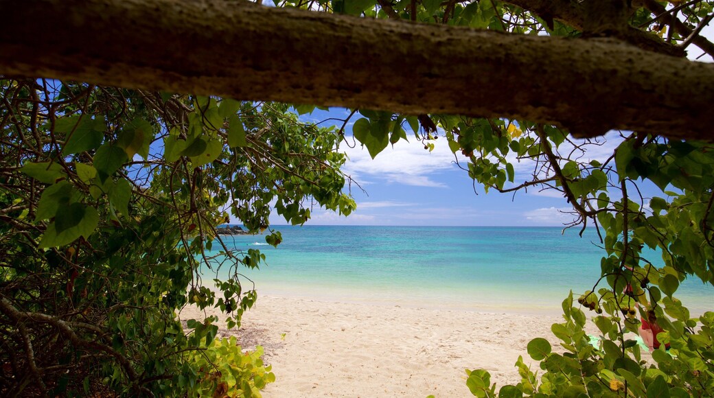 Pata Prieta Beach which includes general coastal views, tropical scenes and a beach