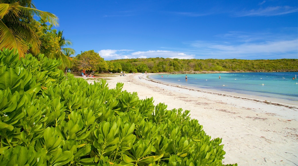 梅迪亚卢纳海滩