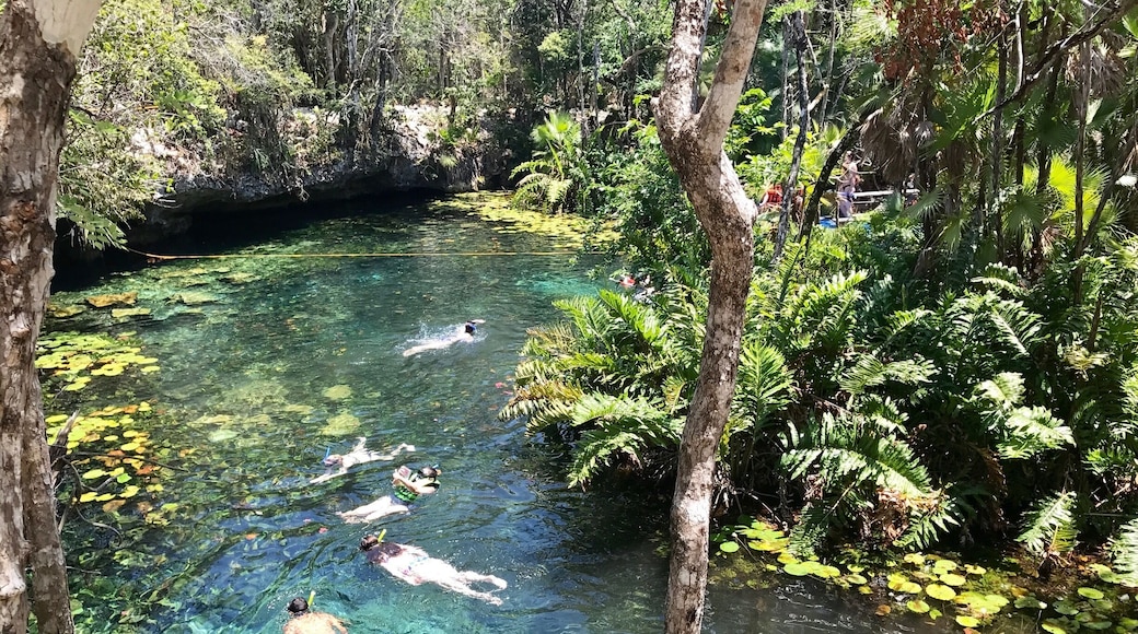Beautiful experience snorkeling through this cenote.